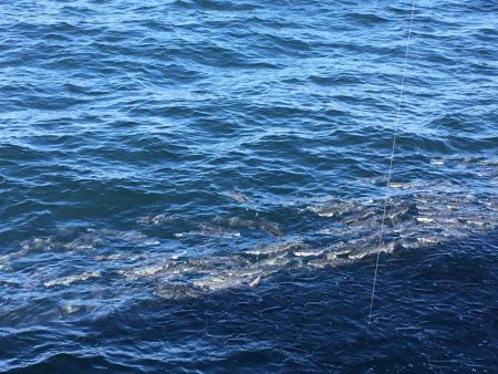 飲ませ釣りでハネ